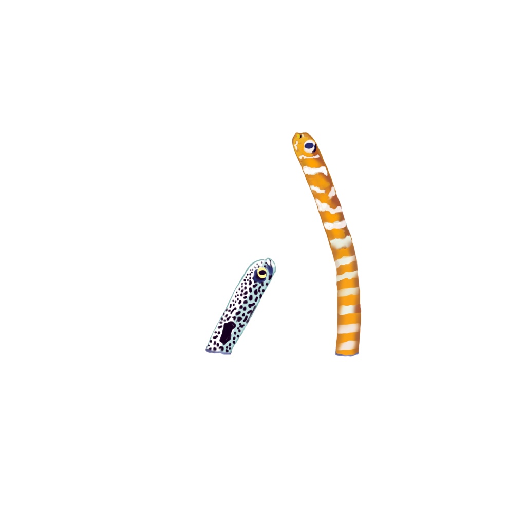 チンアナゴ、コースター四角