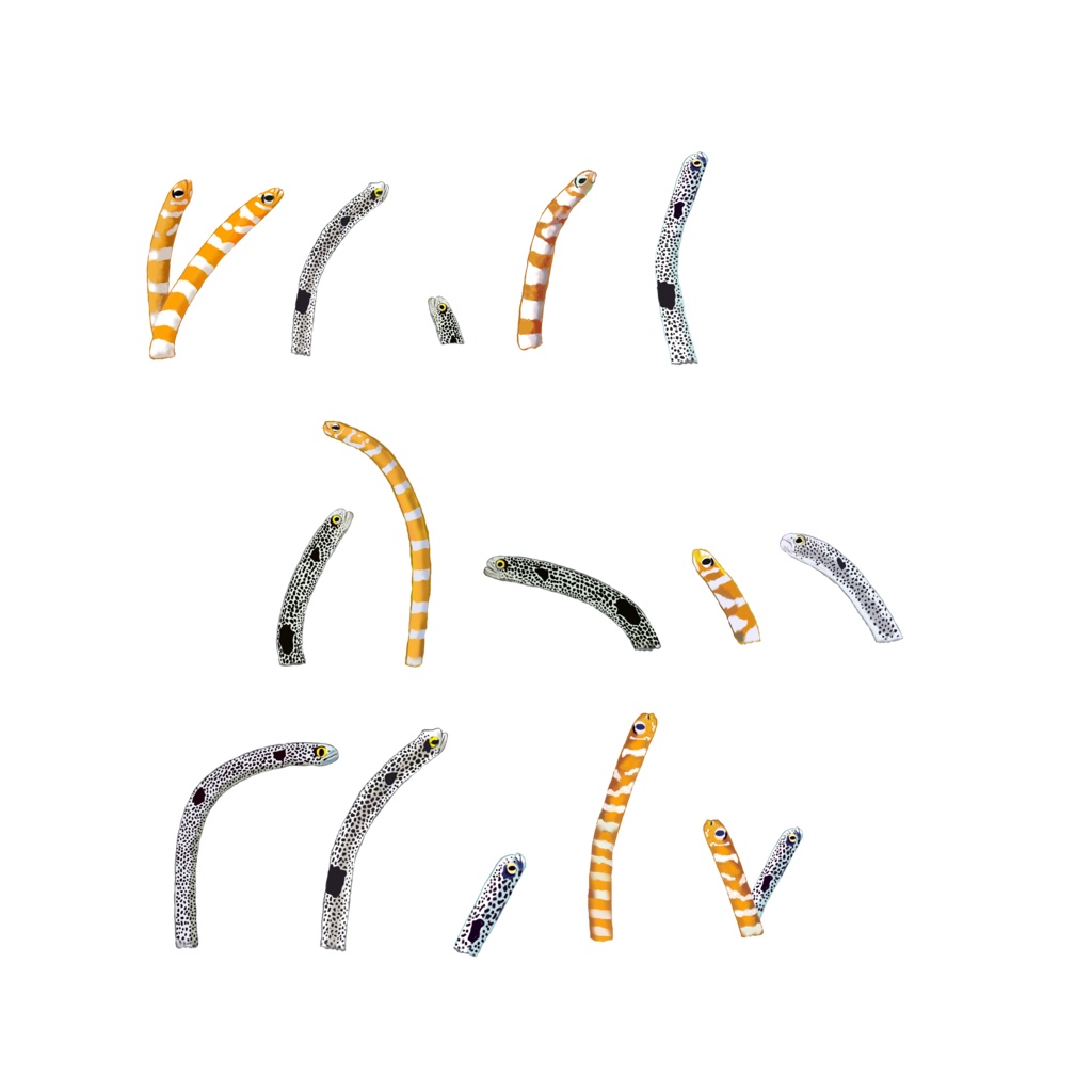 チンアナゴ渚、クッションカバー