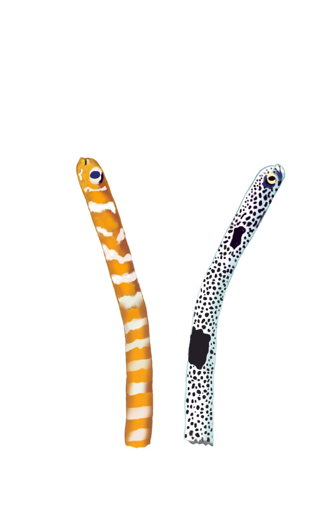 チンアナゴ渚、スマホスタンド