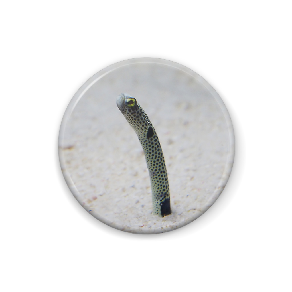 チンアナゴ写真-01缶バッチ