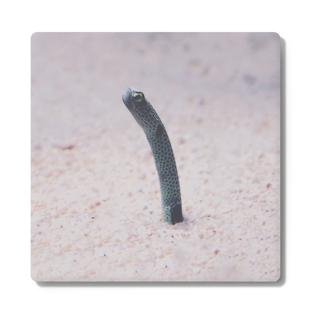 チンアナゴ写真-01コースター角形