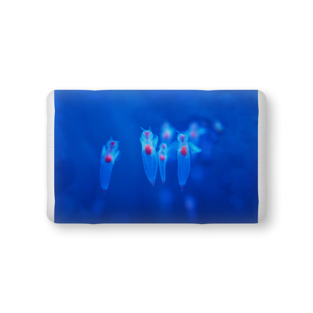 クリオネ、ふかふかクッション中