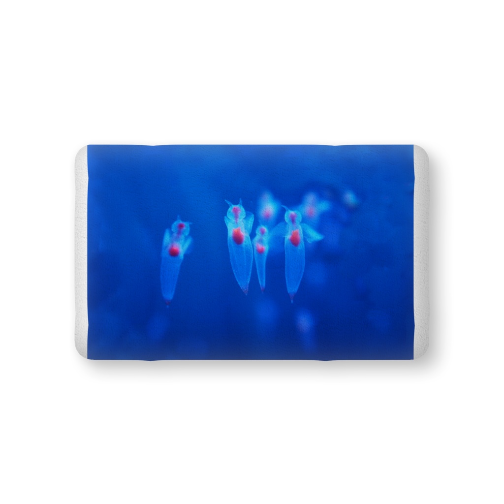 クリオネ、ふかふかクッション中