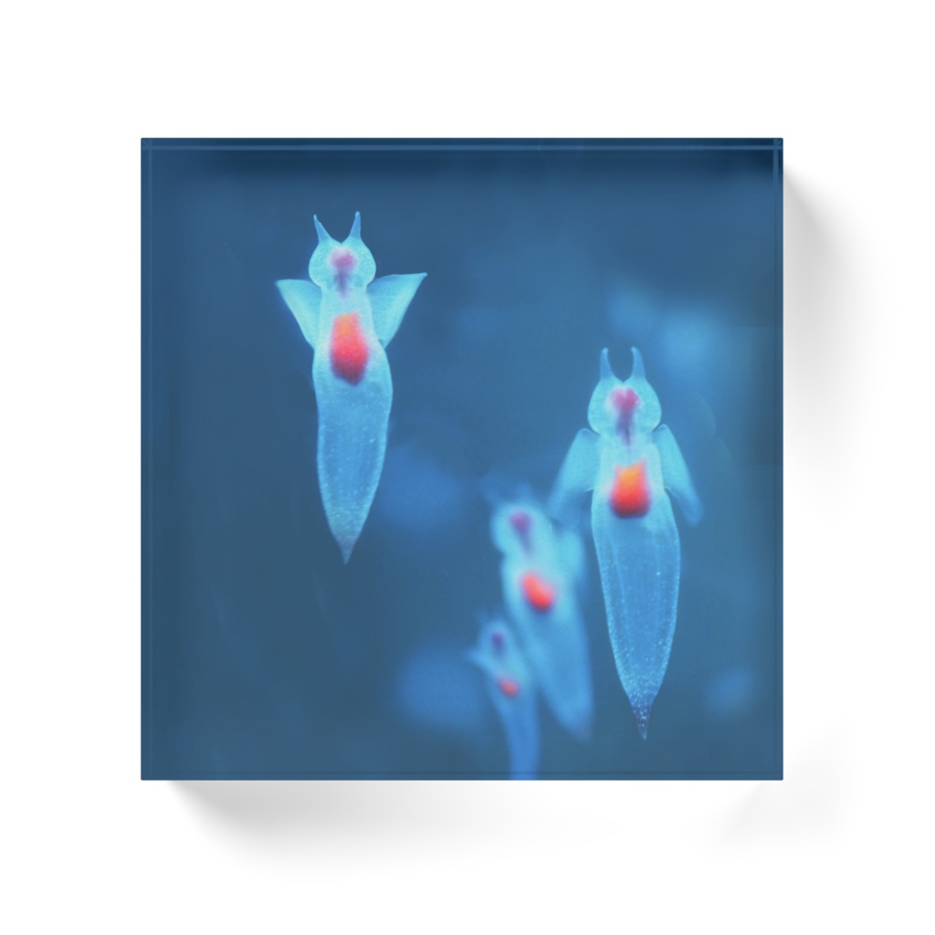 クリオネ、アクリルブロック100