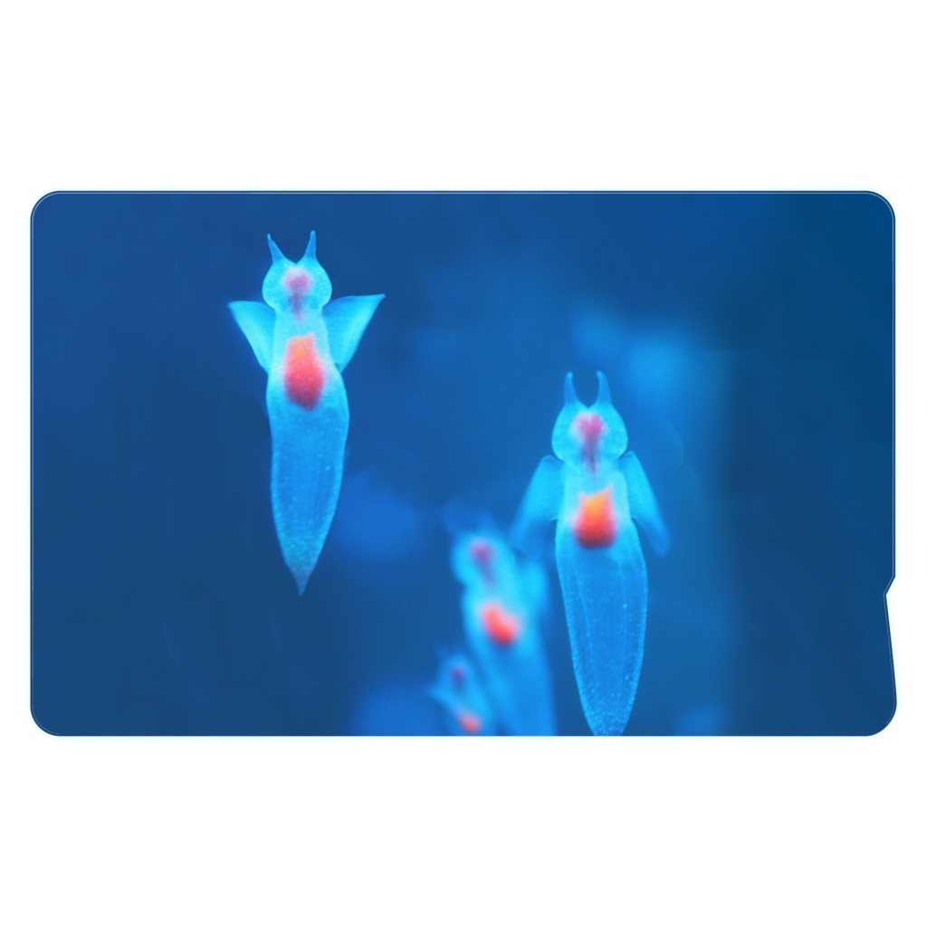 クリオネ, ICカードステッカー