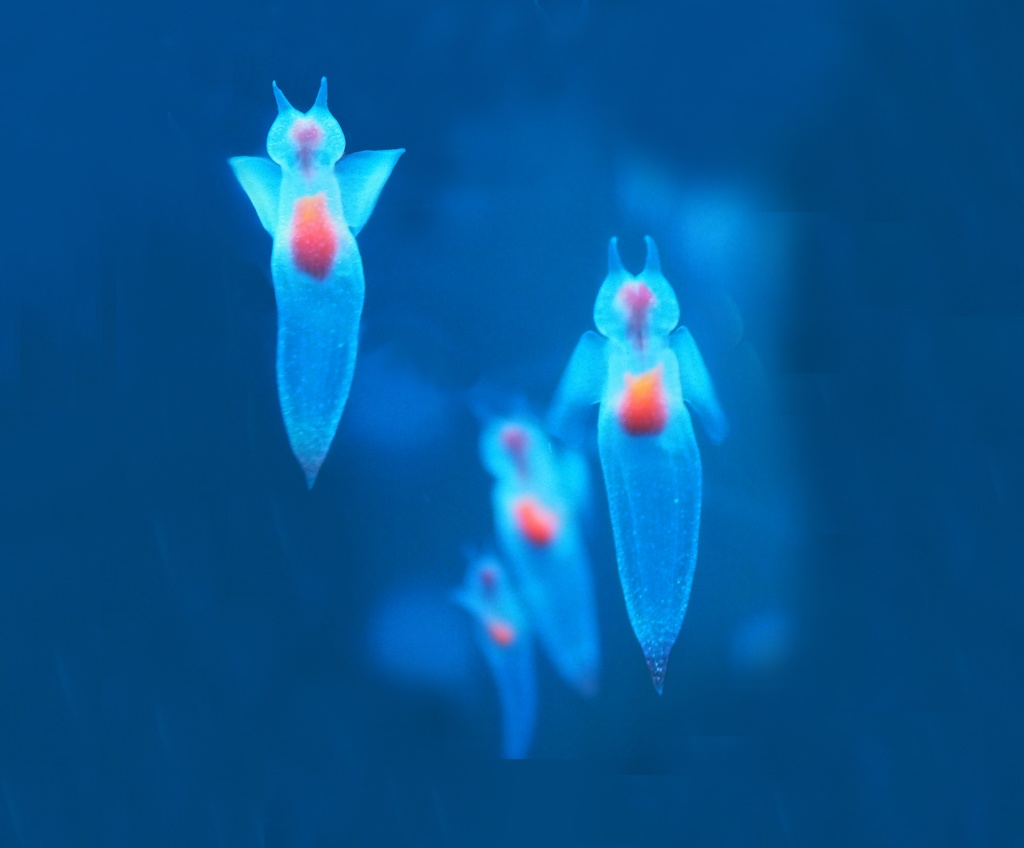 クリオネ、パスケース