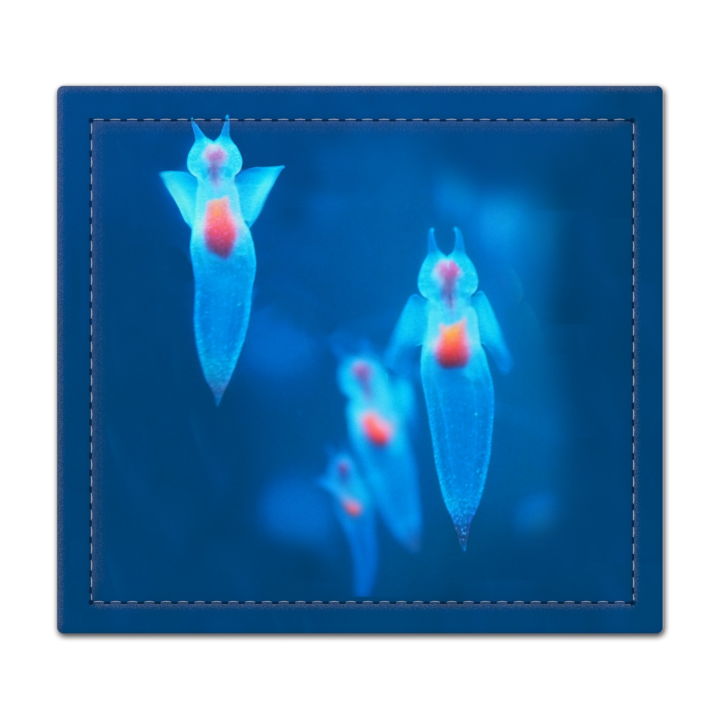 クリオネ、捺印マット