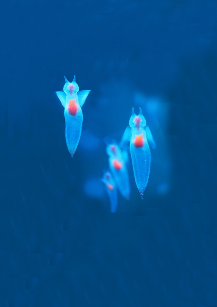 クリオネ、メモ帳A6