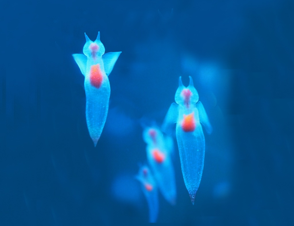 クリオネ、手帳型iPケース、ベルトなし