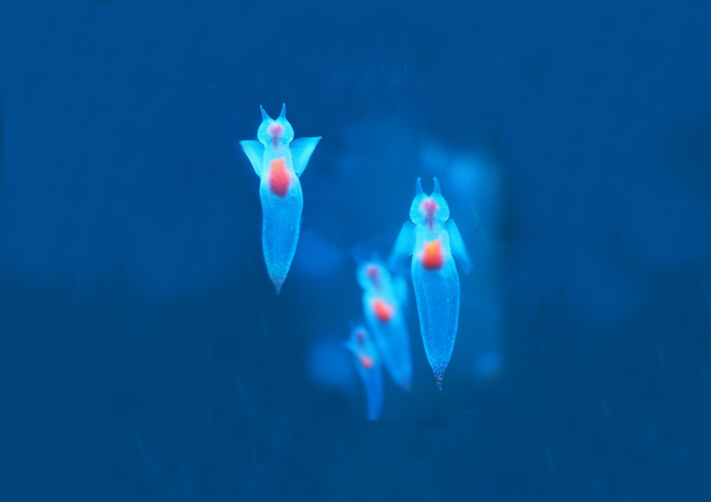 クリオネ、ポーチ