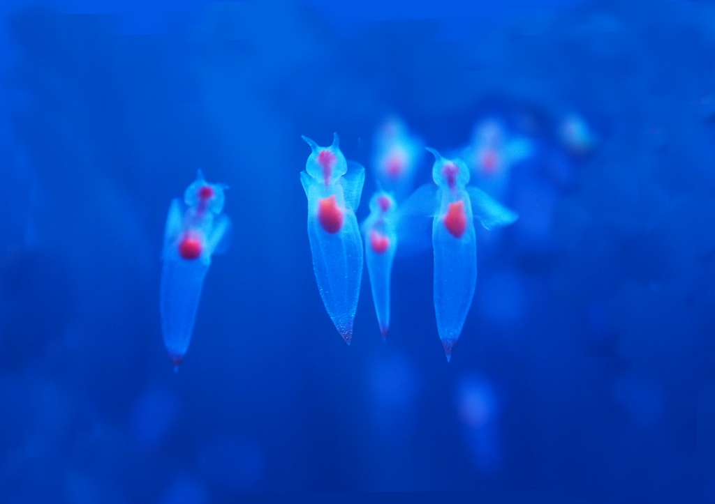 クリオネ、アクリル時計