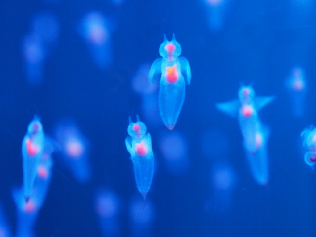 クリオネ、ロングスリーブTシャツ、ホワイト