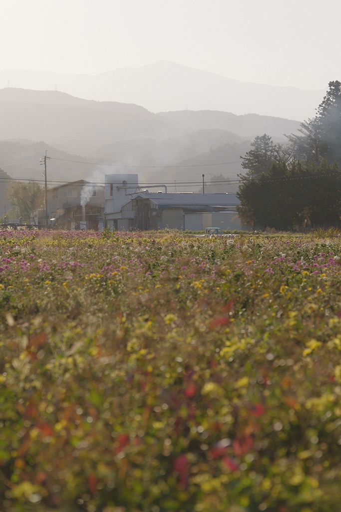 額装写真「やわらかい景色」(通常配送版)