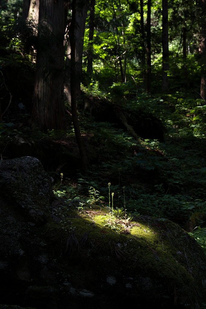 額装写真「龍神の森」（匿名配送あんしんBOOTHパック版）