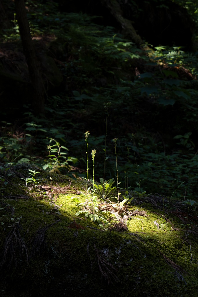 額装写真「龍神の森」(匿名配送あんしんBOOTHパック版)