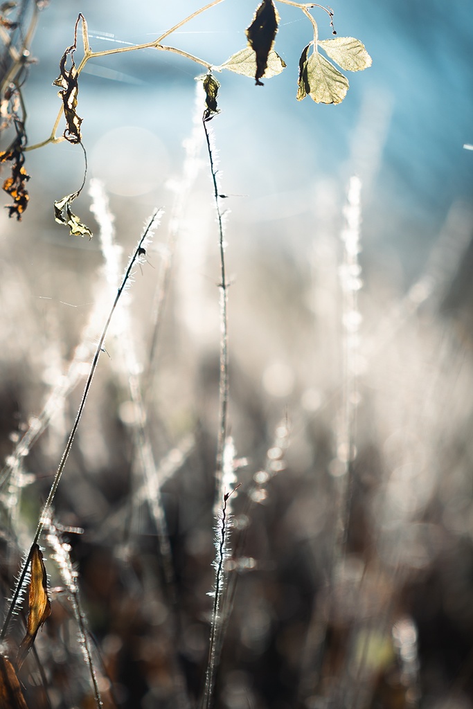 額装写真「移りゆく季節」(通常配送版)