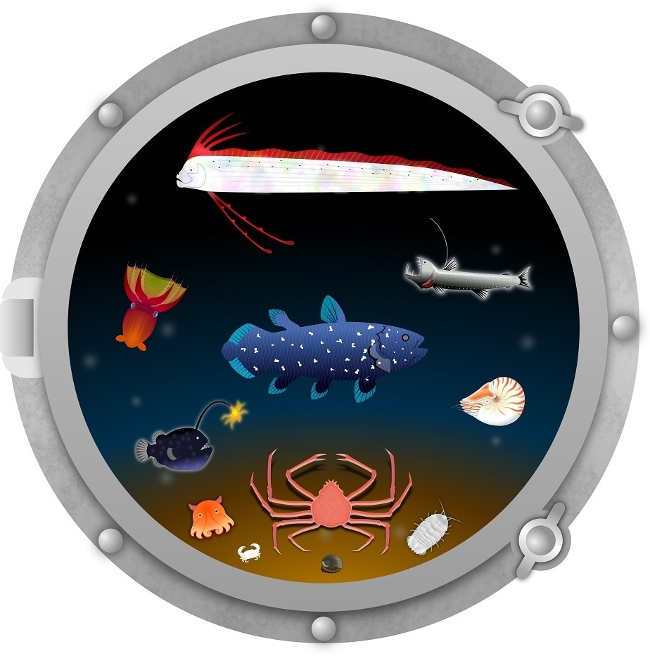 深海ティーシャツ マリン シーラカンス チョウチンアンコウ リュウグウノツカイ メンダコ ホウライエソ コウモリダコ