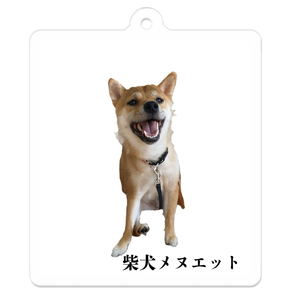 柴犬メヌエット夏毛キーホルダー