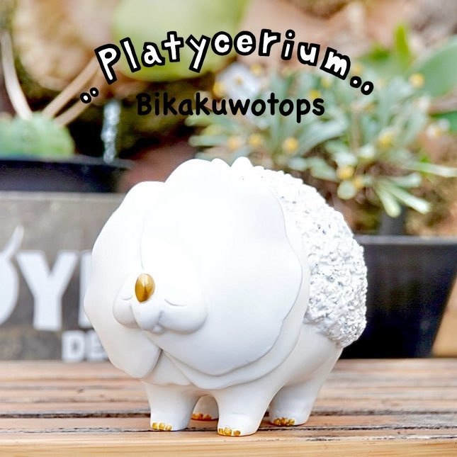 ビカクヲトプス "白x金"