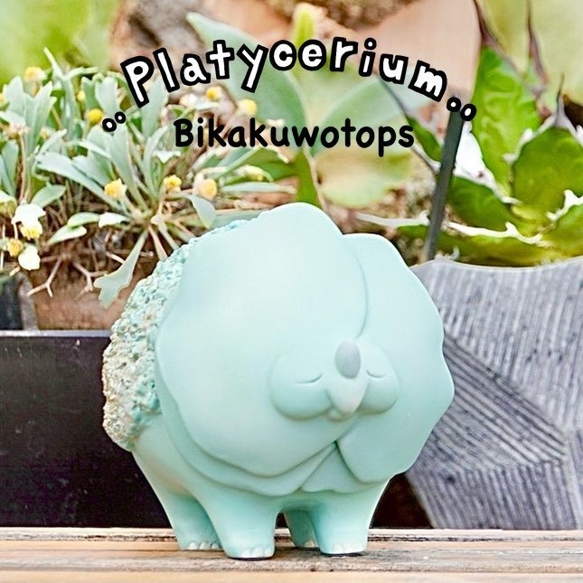 ビカクヲトプス"ブルー"