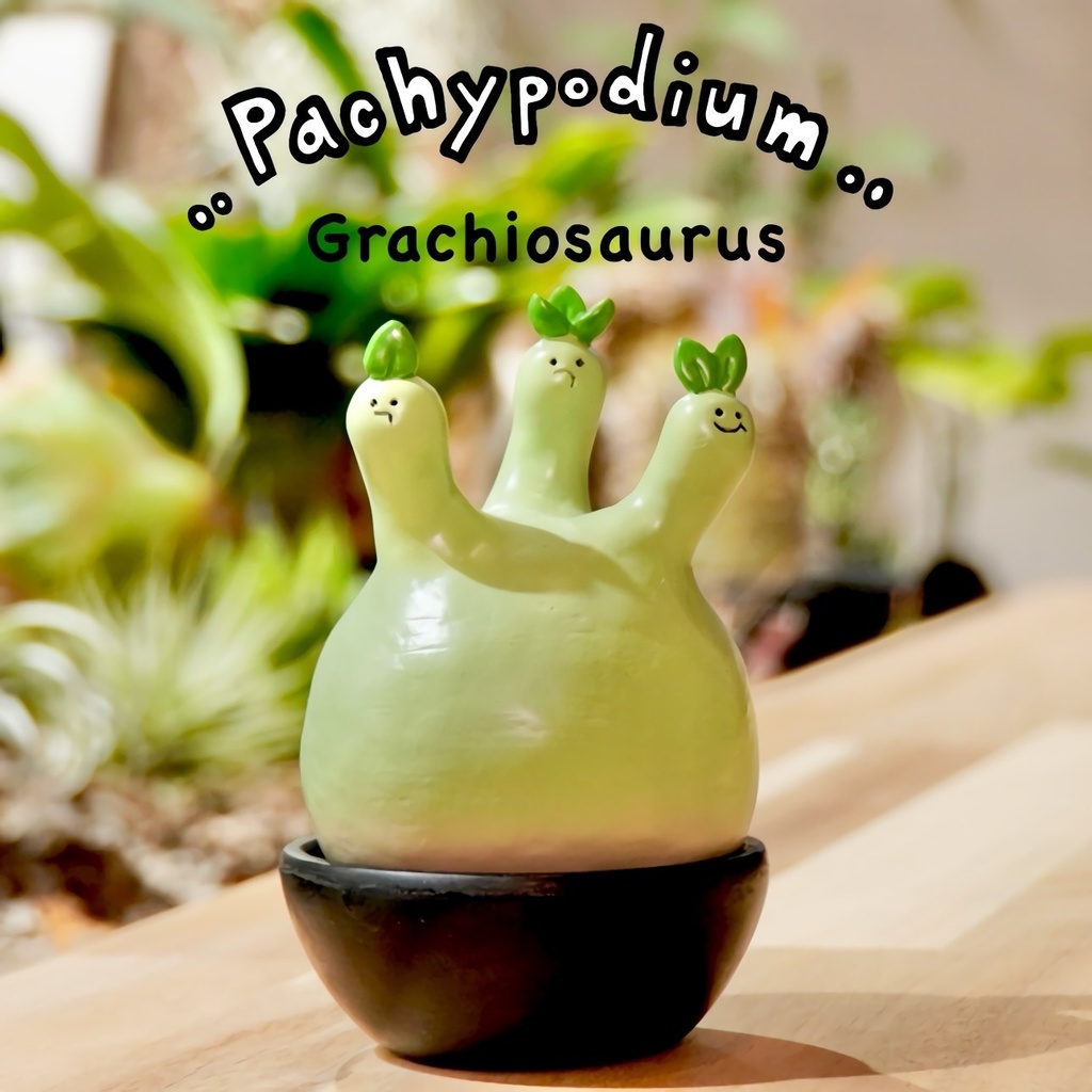 グラキヲサウルス "緑肌(鉢付き)"