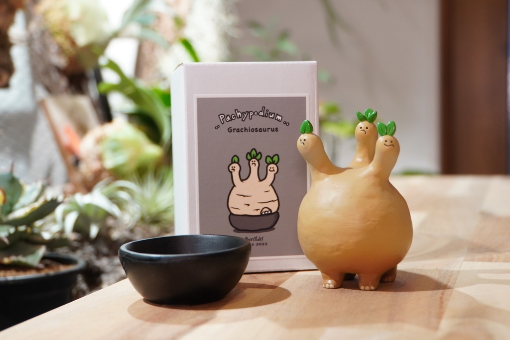 P.グラキヲサウルス "茶肌(鉢付き)"