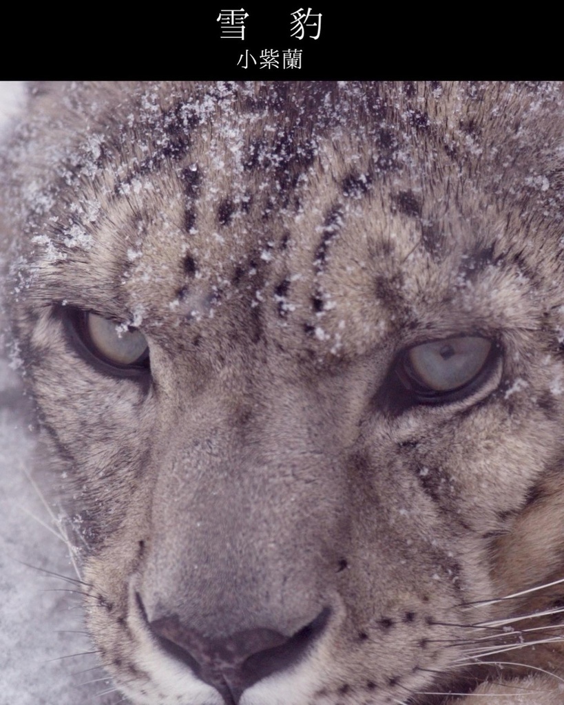 散文詩集「雪豹」