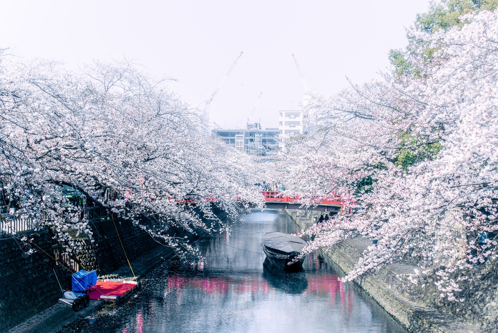 桜と川 Mikiteaの写真展 Booth