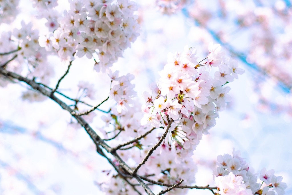 桜