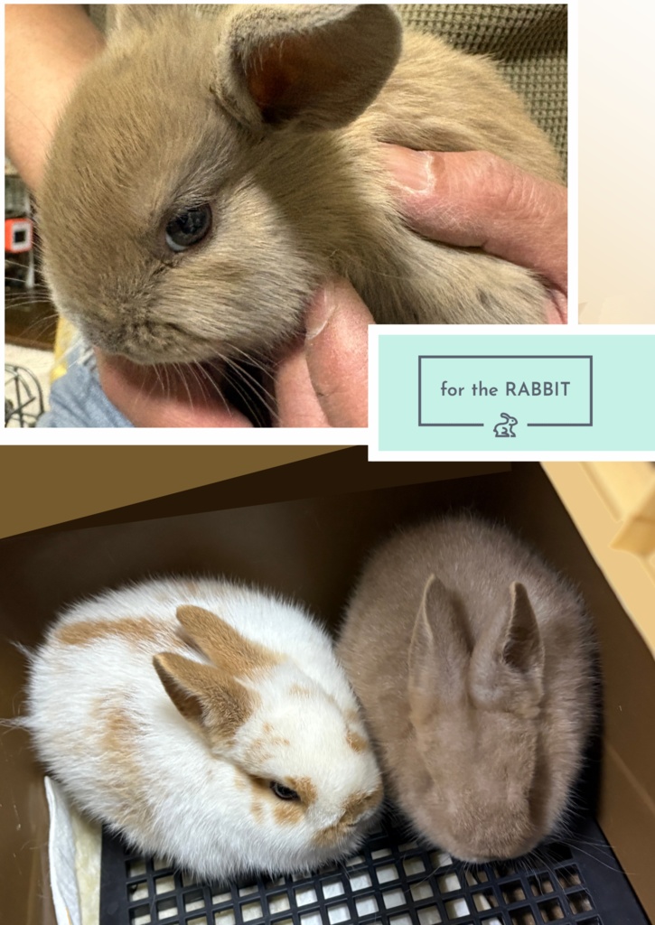 うさぎレスキューチャリティーBOOK「うさまみれ」~うさぎと生きてゆく~