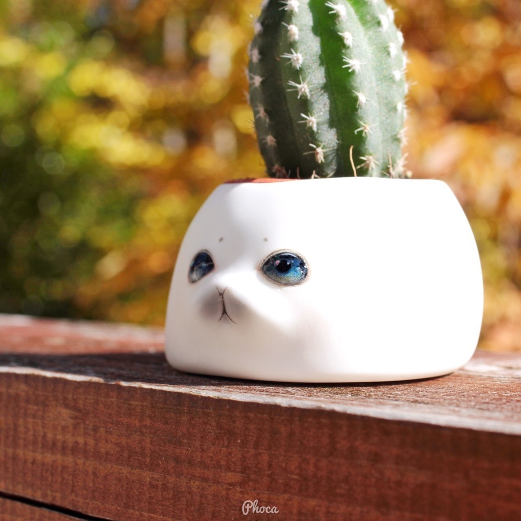 反抗期あざらしの植木鉢　Rebellious seal flower pot
