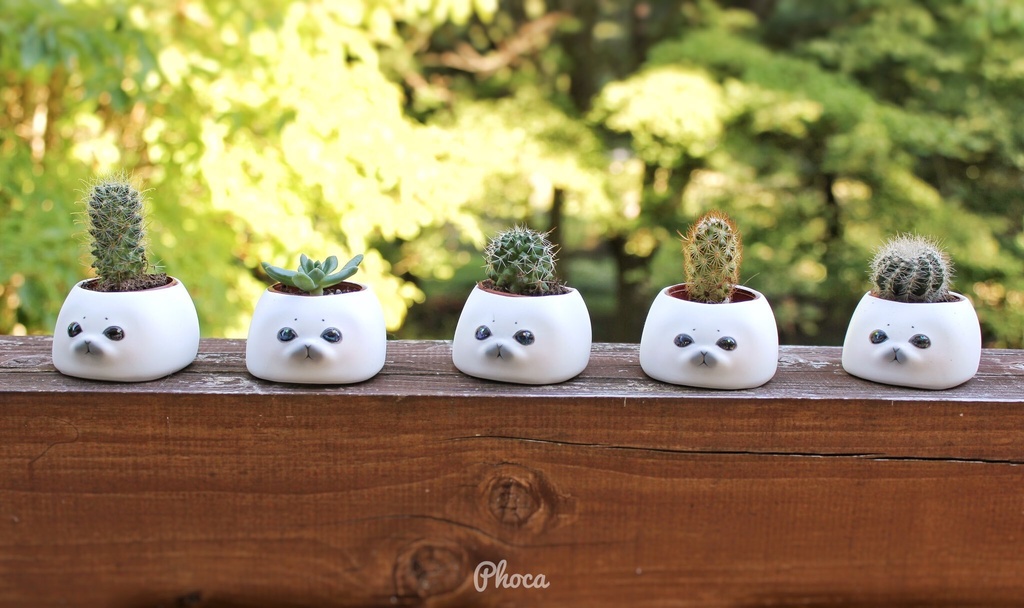 反抗期あざらしの植木鉢 Rebellious seal flower pot