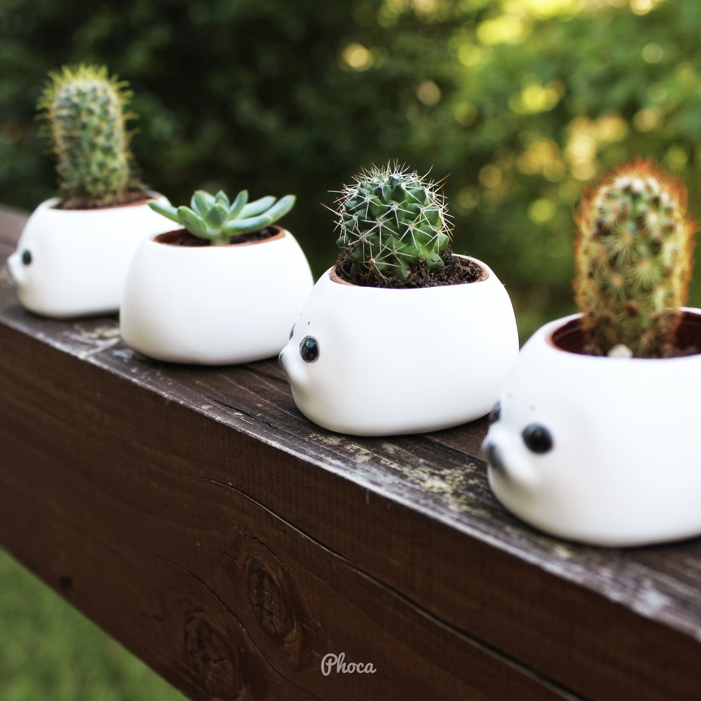 反抗期あざらしの植木鉢 Rebellious seal flower pot