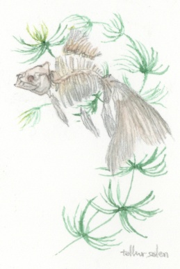 小作品『有魚』