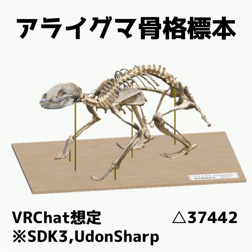 【VRChat】【ワールド用アイテム】アライグマ骨格標本
