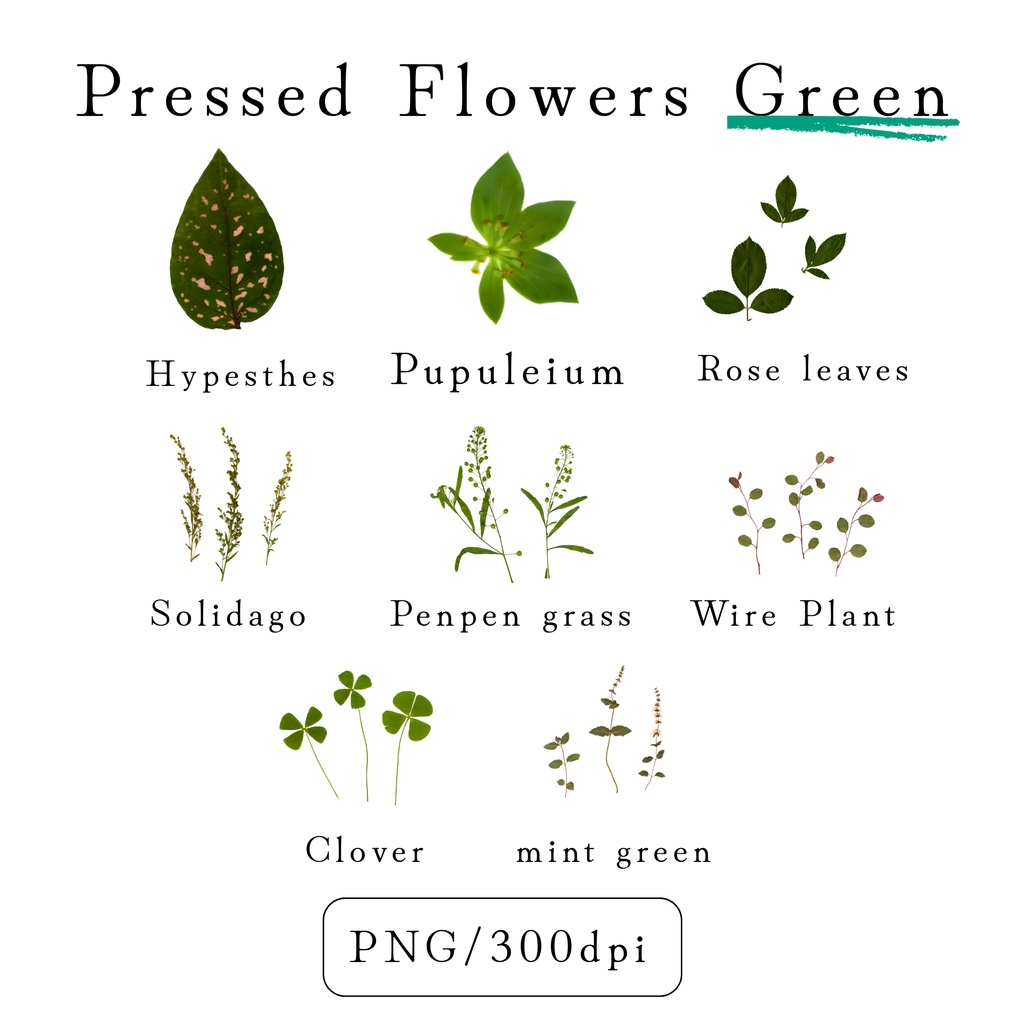 【透過素材】Azure Botanical Set/染色押し花PNG素材25点セット