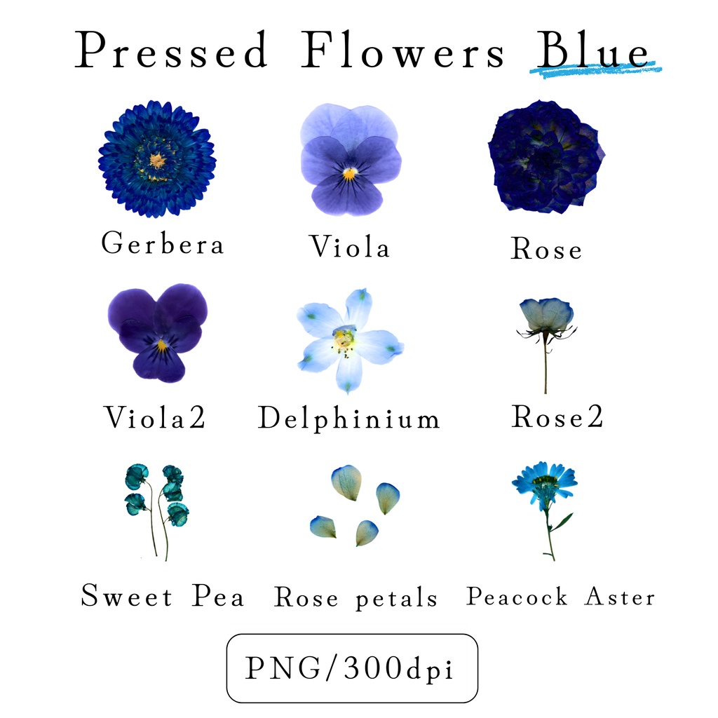 【透過素材】Azure Botanical Set/染色押し花PNG素材25点セット