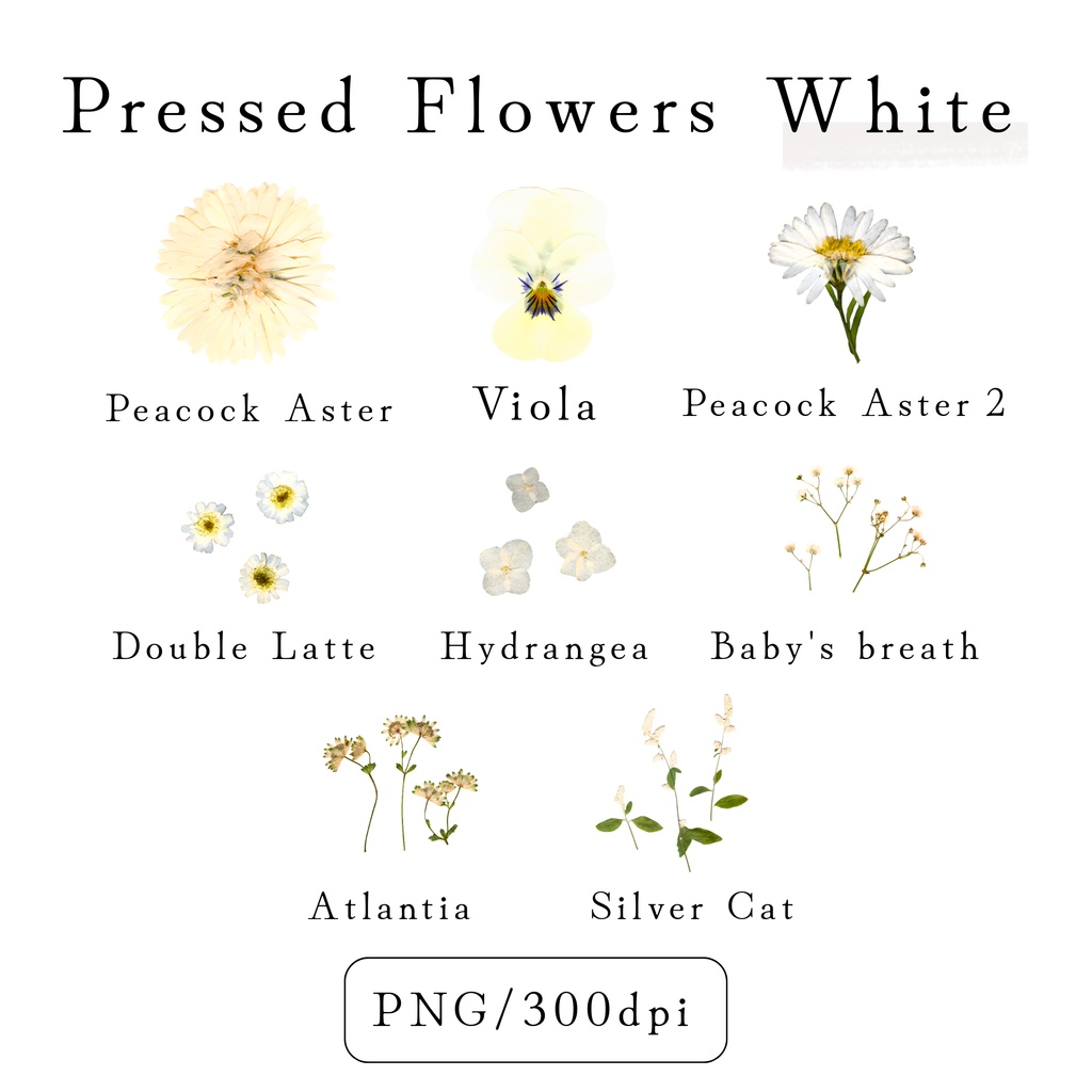 【透過素材】Azure Botanical Set/染色押し花PNG素材25点セット