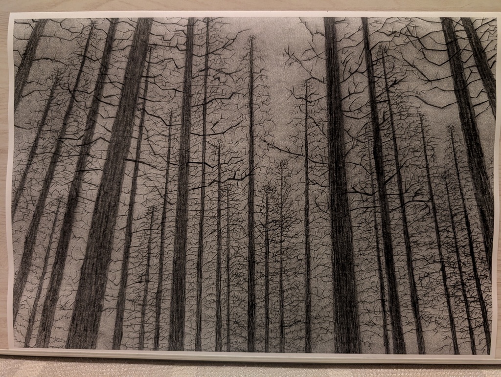 枯れた針葉樹林01