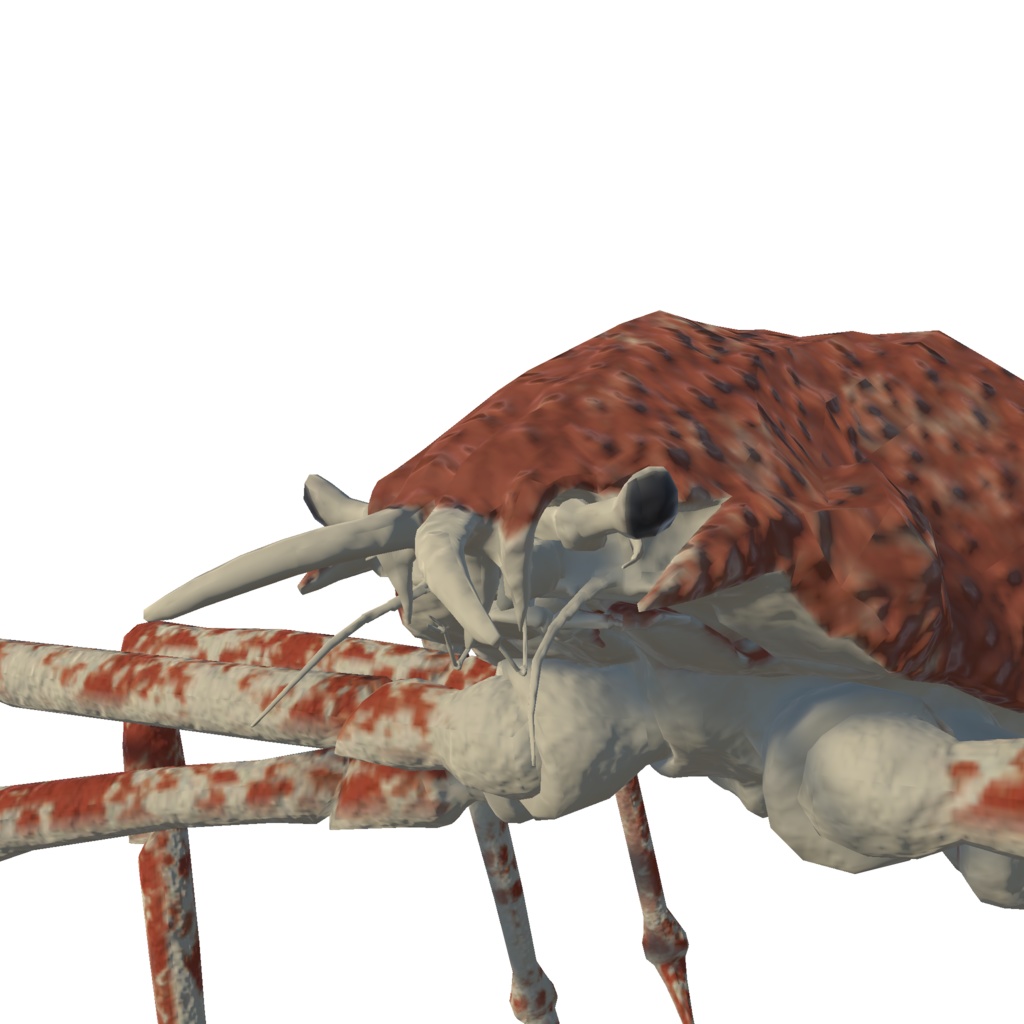 タカアシガニ【VRCアバター】