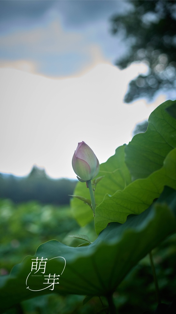 🌱芽吹きセット / Online Live「萌芽 -Germination-」応援グッズ