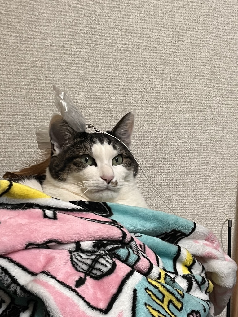 とむとむパスケ~ス