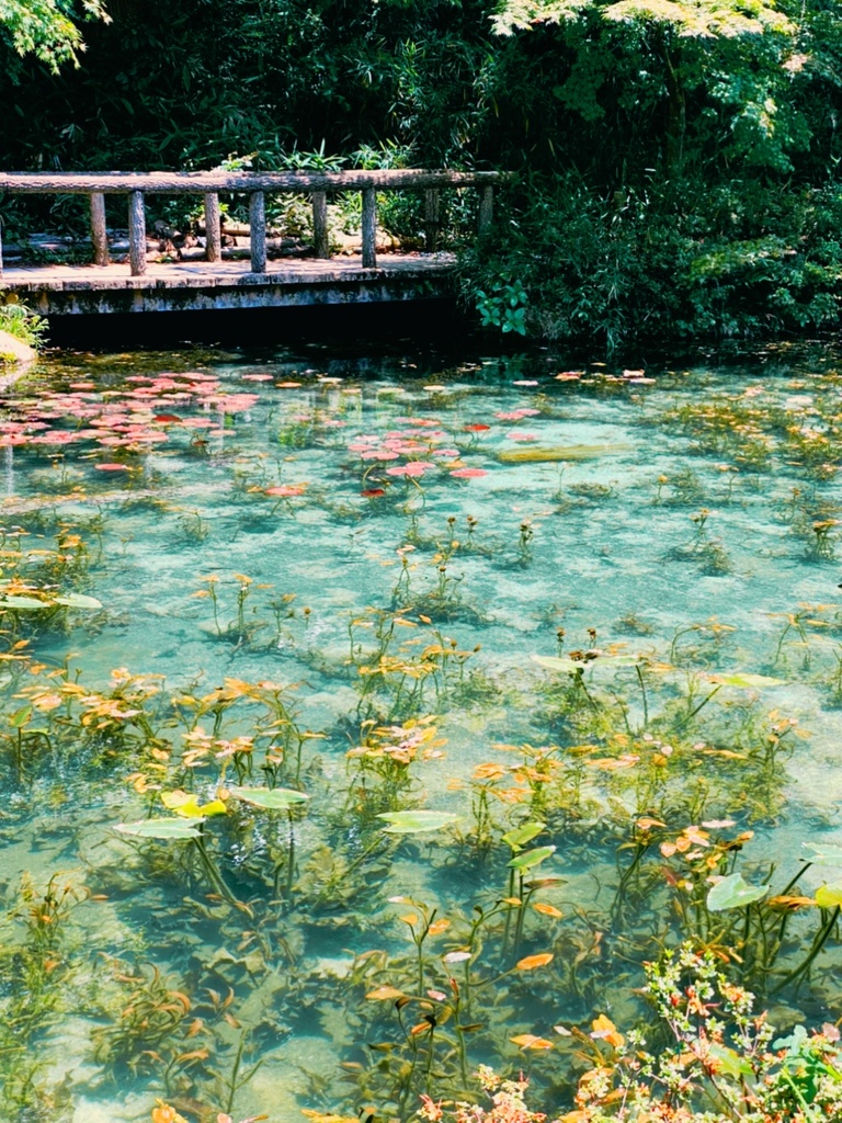 リングノート(モネの池)