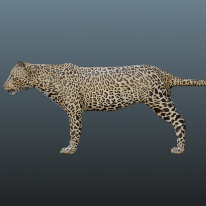 3dモデル　ヒョウ　blender