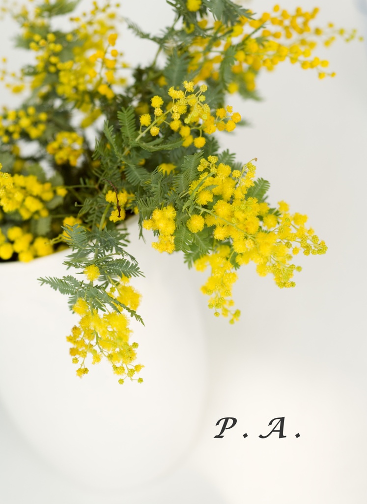 12/24新刊「P.A.」