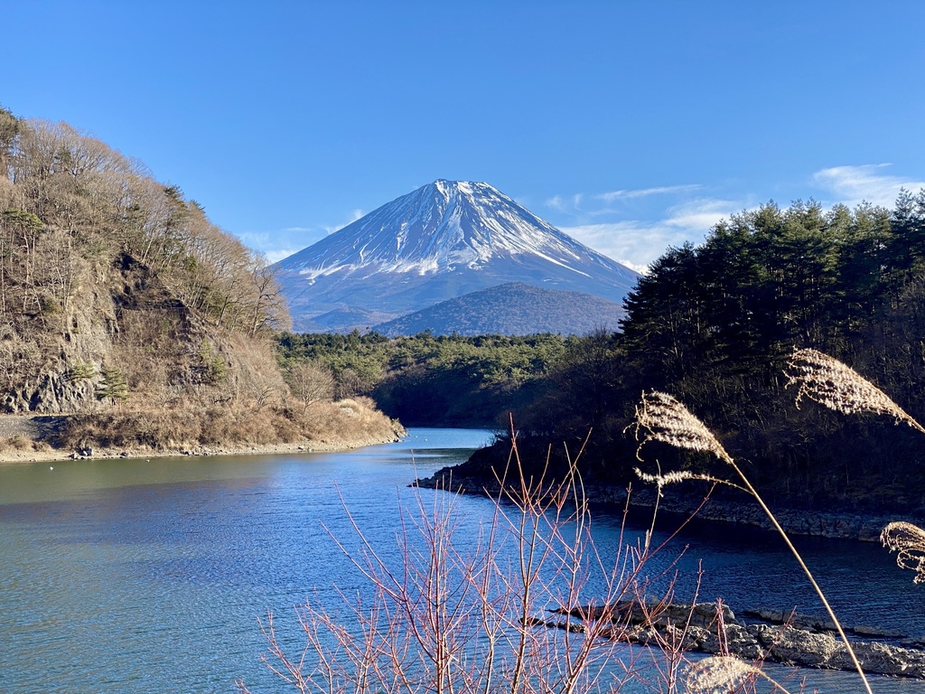 富士山とススキ