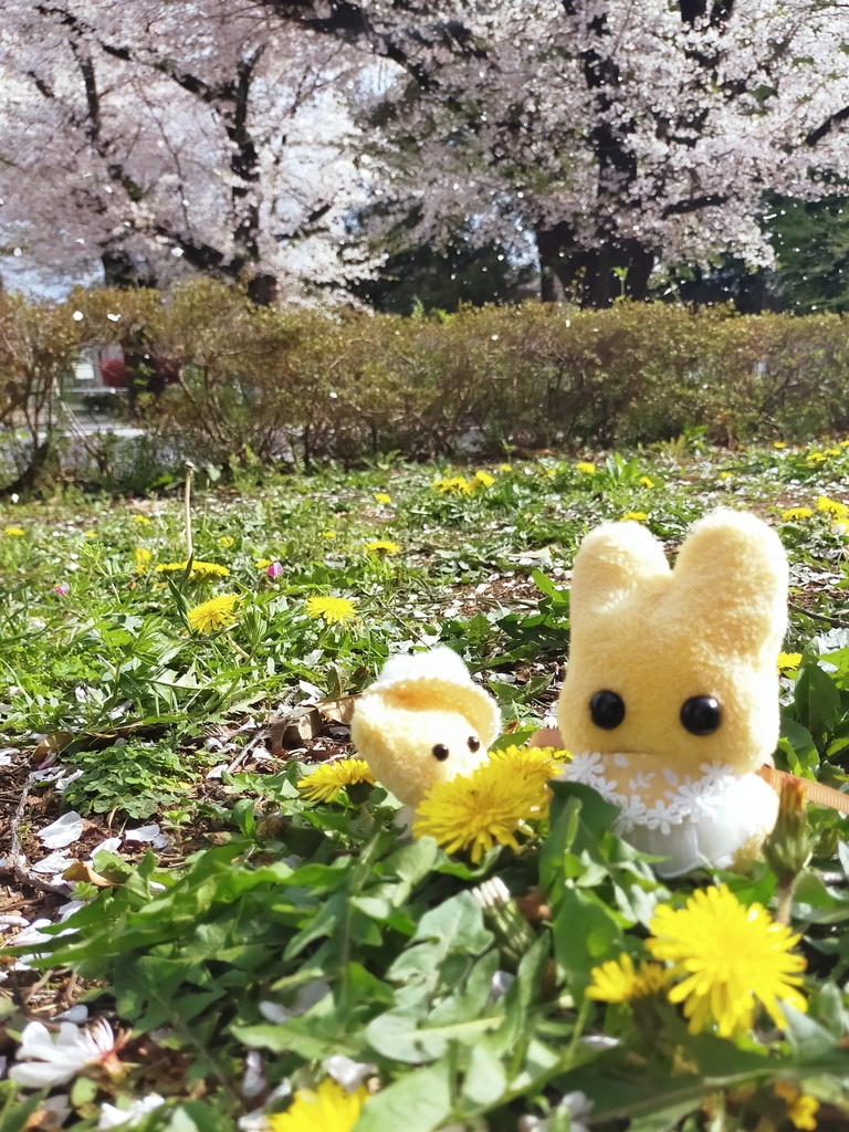 たんぽぽうさぽふ