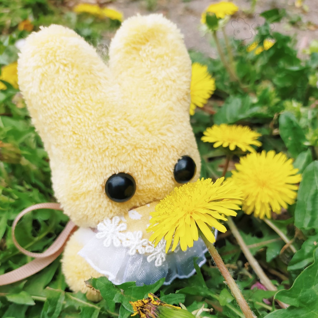 たんぽぽうさぽふ