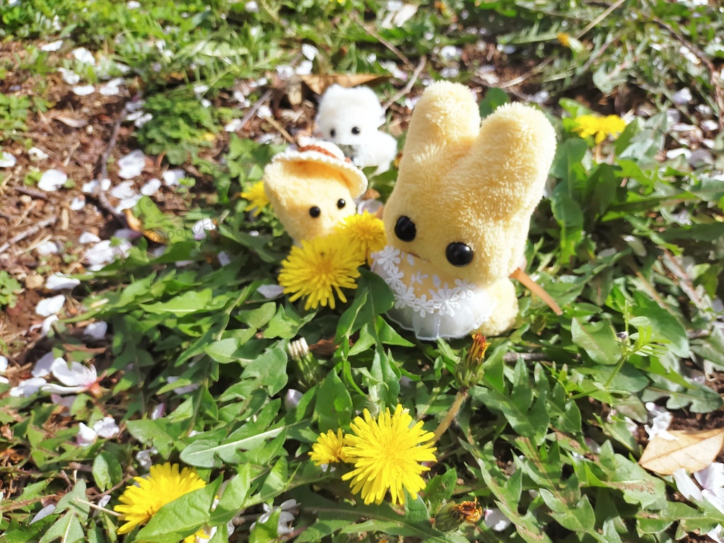 たんぽぽうさぽふ