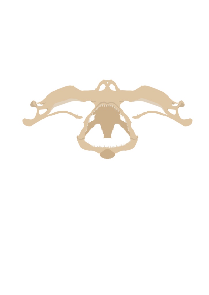 ハンマーヘッドボーン